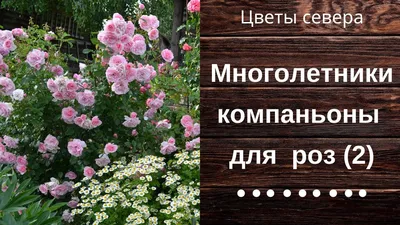 Идеальные соседи для роз: 10 растений-компаньонов для создания эффектных  композиций