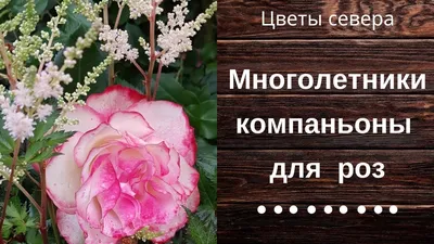 🌸ТОП-10 ЦВЕТОВ-КОМПАНЬОНОВ РОЗ ⠀ Какие цветы посадить вместе с розами?  Составила для вас список самых любимых: ⠀ 1. Шалфей дубравный 2.… |  Instagram