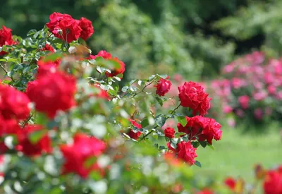 Компаньоны для роз, которые я сажаю в своём саду | Капелька на даче | Дзен