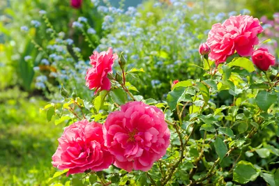 Компаньоны для роз в Цветнике Фото: 10 тыс изображений найдено в  Яндекс.Картинках | Розы, Цветник, Цветение