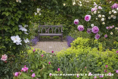 Соседи для роз: лучшие растения для совместной посадки - полезные статьи о  садоводстве от Agro-Market24