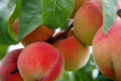 Компот из персиков и черники на зиму: рецепт с фото