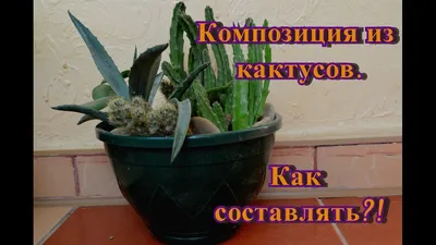 Кактусы разные композиции из кактусов: 120 грн. - Комнатные растения  Запорожье на Olx
