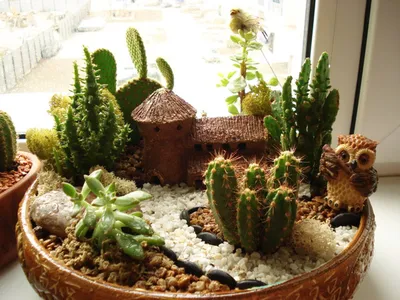 Композиции из кактусов, купить кактусы в флорариуме икосаэдр / Geo Glas