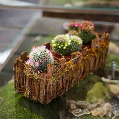 Композиция из кактусов-суккулентов в керамическом горшке | Florika.lt