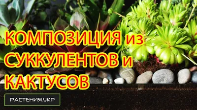 Купить Композиция из кактусов, суккулентов и Ли | Skrami.ru