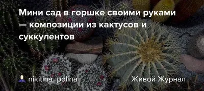 Композиция из кактусов и суккулентов | Суккуленты, Домашние сады, Горшечные  растения