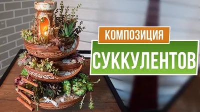 Композиции из кактусов и суккулентов 17 ... 36