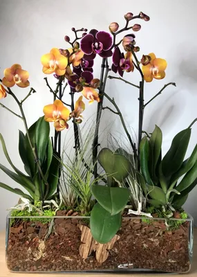 Композиция с орхидеями в стекле купить в Москве с доставкой | Магазин  растений Bloom Story (Блум Стори)