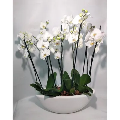 Купить композицию из белых орхидей в Киеве. Живые орхидеи в плошке,  доставка по Украине. Флора Лайф - магазин орхидей и других растений
