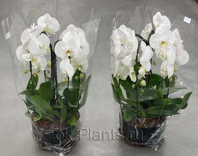 Композиция из Белоснежных Орхидей – купить, уход, цена в интернет-магазине  комнатных растений.