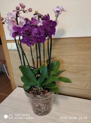 Композиция из орхидей - купить в интернет-магазине по цене 6 990 руб. с  доставкой по Санкт-Петербургу