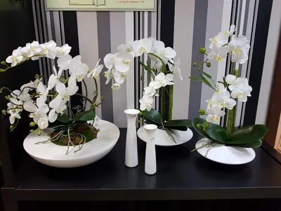 Новинка! Готовые композиции из орхидей.