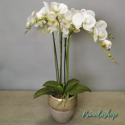 Новогодние композиции с орхидеями Цимбидиум - Школа лепки из холодного  фарфора