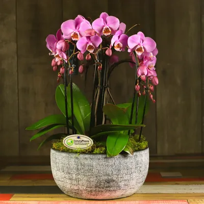 Купить Композиция из живых орхидей `Наслаждение` | Композиции из живых  орхидей | Композиции | Интернет-магазин орхидей и декоративных цветов в  Москве. У нас вы можете купить орхидеи с доставкой.
