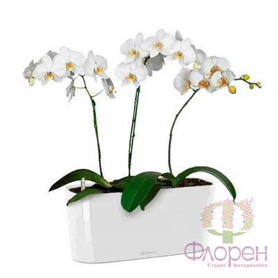 Композиция из орхидей и алиума| купить недорого | доставка по Москве и  области