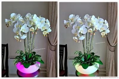 Композиция на стол гостей с орхидеями и хлопком