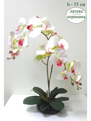 Композиция из Орхидей - купить орхидеи фаленопсис, заказать композицию из  орхидей в студии фитодизайна и интернет магазине комнатных растений и  цветов Флорен