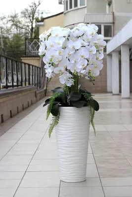Композиция с орхидеями фаленопсис, дельфиниумом и гортензиями купить в  Москве с доставкой в интернет-магазине недорого