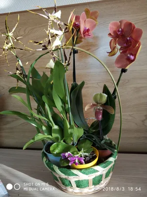 Композиция с орхидеями и эвкалиптом | Цена — 2590 ₽ | Бесплатная доставка в  Казани | Арт: 23716