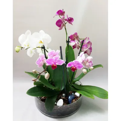 Купить Композиция с орхидеями «Окно в лето» с доставкой в Томске -  Городские цветы