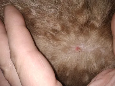 Папиллома (?) на десне - Новообразования и заболевания крови - Лабрадор.ру  собаки - ретриверы