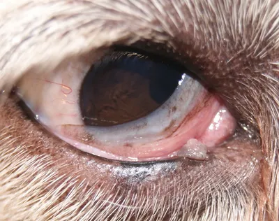 клиническийслучай Собака французский бульдог 11 мес🐶. Диагноз  папилломатоз, в анамнезе - атопия. Папилломы на слизистой ротовой полости…  | Instagram