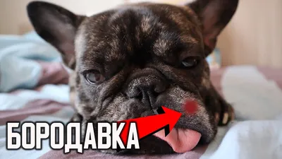 Папиллома у собаки - Страница 5 - RоttLife