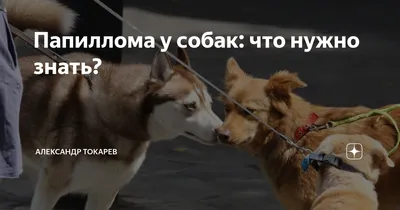 Странная шишка между подушечкой и пальцами на задней лапе