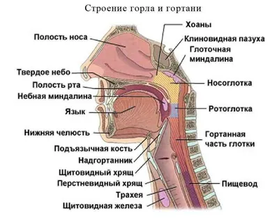 Папилломы в горле — симптомы и лечение состояния — клиника «Добробут»