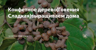 В Сочинском национальном парке зацвело конфетное дерево
