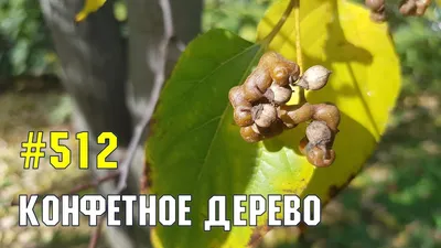 Говения, конфетное дерево. — купить в Красноярске. Горшечные растения и  комнатные цветы на интернет-аукционе Au.ru