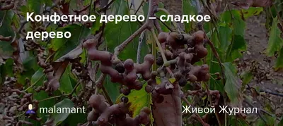 Магия леса - Конфетное дерево Плоды, плодоножки: свойства Говению от других  деревьев отличают ее необычные плоды и плодоножки. Первые — несъедобны и  представляют собой маленькие коробочки с блестящими очень мелкими  коричневыми семенами.