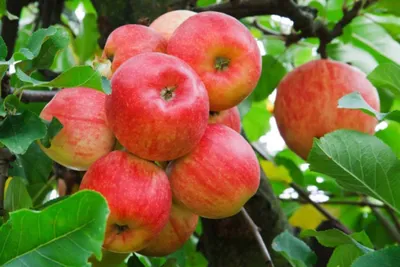 Hovenia DULCIS (Говения, Конфетное дерево): купить 3 семени c доставкой  почтой 🌸 Адениум дома