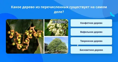Конфетное дерево» — создано в Шедевруме
