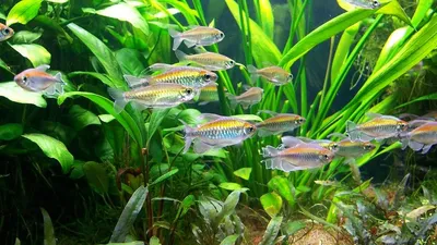 🐠 ТЕТРА КОНГО – пресноводная лучеперая рыбка из семейства Алестовые,  обитающая в тропических областях африканского континента,.. | ВКонтакте