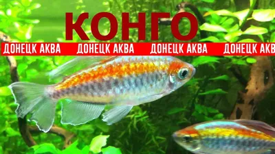 Рыба голиаф — тигр живущий в реке Конго — Сообщество «Это интересно  знать...» на DRIVE2