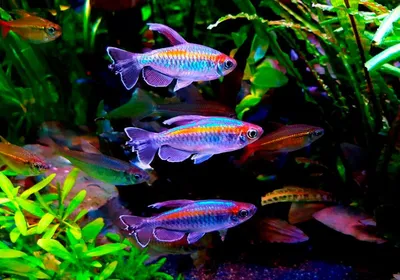 Тетра Конго - Phenacogrammus interruptus - Рыбки - Nano Fish
