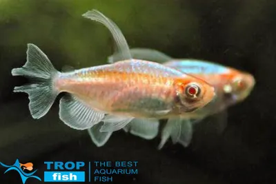 Congo Tetra Fish Phenacogrammus Interruptus Вид Рыб Африканского Семейства  Тетра стоковое фото ©cheattha 474296930
