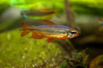 как содержать рыбу Конго. Phenacogrammus interruptus, Aquarium fish,  Zierfische, Laichfische - YouTube