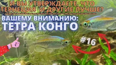 Тетра Конго - Phenacogrammus interruptus - Рыбки - Nano Fish
