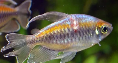 Конго Тетра Аквариум Рыбы Phenacogrammus Прерывание — стоковые фотографии и  другие картинки Гуппи - рыба - iStock
