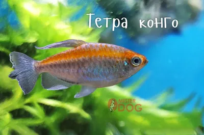 Красный Конго или Вишнёвый Конго (Alestopetersius brichardi)