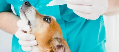 Плазмома у собак – ветеринарная офтальмология Реком