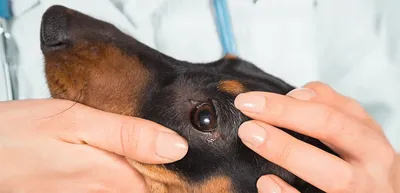 Конъюнктивит у Собак: Причины, Симптомы и Лечение // Сеть Ветклиник БИО-ВЕТ  - YouTube