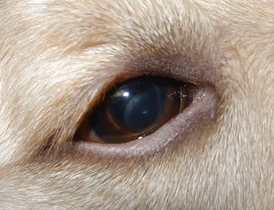 Хламидиоз у собаки: симптомы, лечение препаратами в ветклинике Живаго
