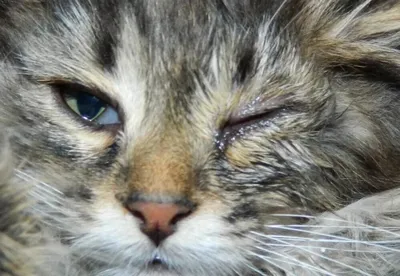 Вет Плюс - 🐱 КОНЪЮНКТИВИТЫ У КОШЕК🐱 Конъюнктивит — это воспаление  слизистой оболочки, которая выстилает внутреннюю поверхность век и защищает  глазное яблоко. Это одно из самых распространенных заболеваний глаз у кошек  всех