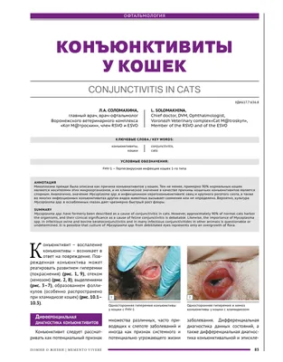 Глаукома у кошек ▻ Фото ✓ Диагностика ✓ Терапия ✓ Микрохирургия ✓ Стационар  ✓ Анестезиология ✓ Цены ✓ Специалисты ✓ Дипломы и сертификаты ✓ Отзывы ✓  Советы ✓ Записаться ✓ Москва ✓ Свиблово ✓ Коньково ✓ Измайловская