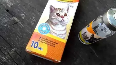 Глазные заболевания кошек, в которых виноваты паразиты | Российский  аграрный портал