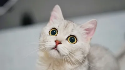 Конъюнктивит у кошек | cat`street | Дзен